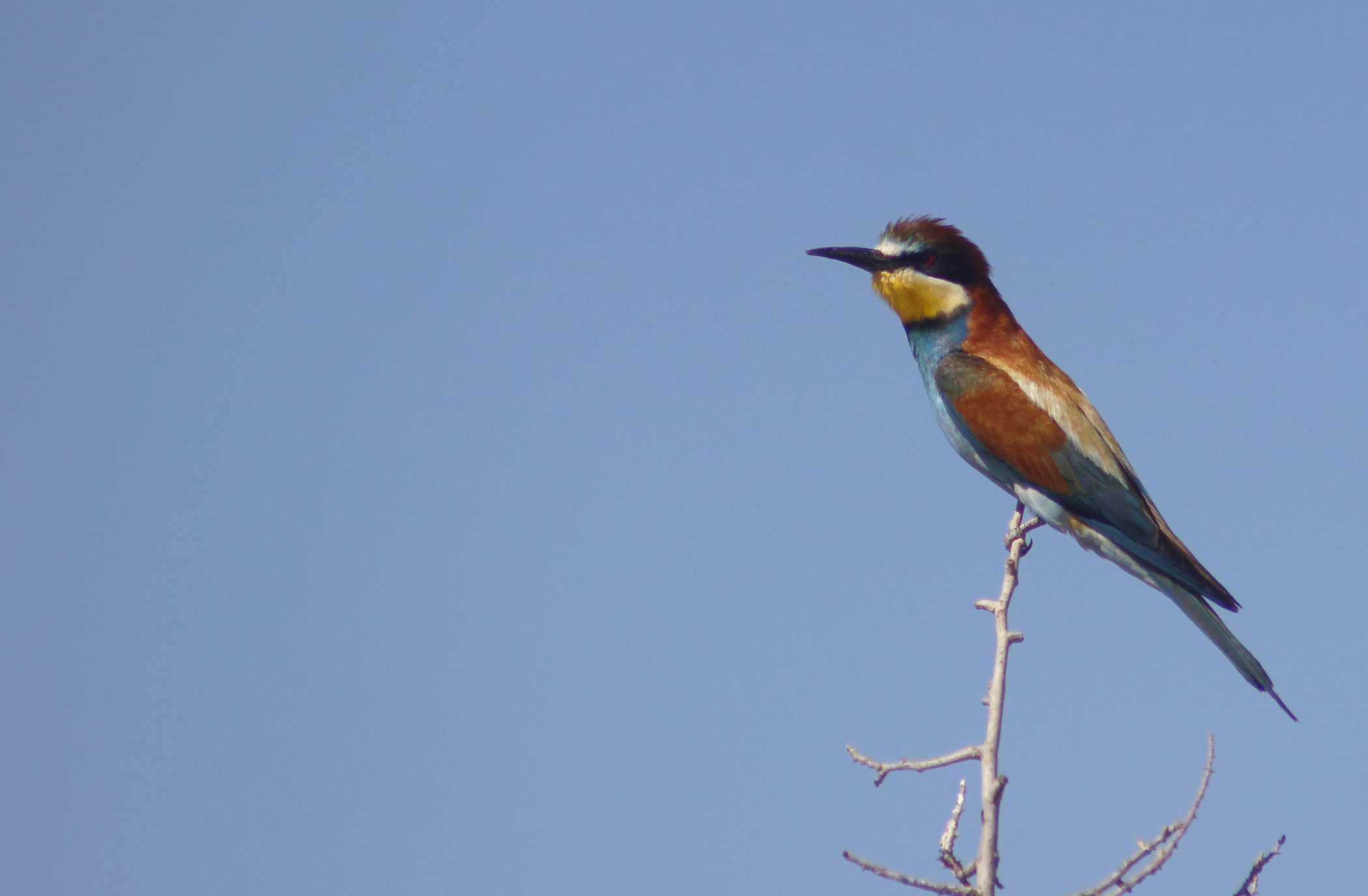 European Bee-eater